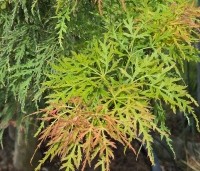 Acer palmatum 'Dissectum Viridis' - Japanse dwerg esdoorn - 3