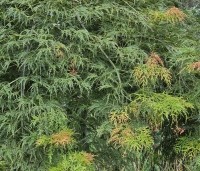 Acer palmatum 'Dissectum Viridis' - Japanse dwerg esdoorn - 2