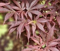 Acer palmatum 'Skeeter's Broom' - Japanse Esdoorn 'Skeeter's Broom' - 2