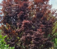 Acer palmatum 'Skeeter's Broom' - Japanse Esdoorn 'Skeeter's Broom' - 1
