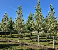 Liriodendron tulipifera 'Snowbird' - Tulpenboom 'Snowbird' - 7