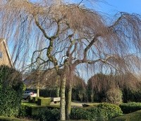 Betula pendula 'Youngii' - Prieelberk - 1