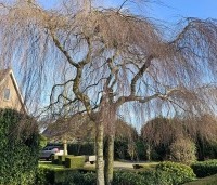 Betula pendula 'Youngii' - Prieelberk - 2