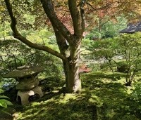 Acer palmatum 'Atropurpureum' - Japanse Esdoorn 'Atropurpureum' - 4