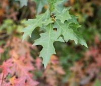 Quercus palustris - Moeraseik - 3