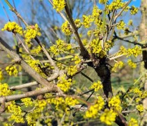 Cornus Mas