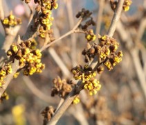 Hamamelis x intermedia 'Westerstede'