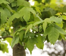 Liquidambar formosana var. monticola vers groen blad