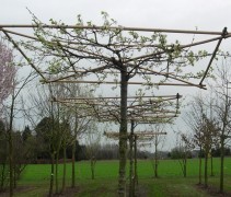 Pyrus calleryana ‘Chanticleer’ dakvorm
