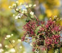 Zevenzonenboom in bloei