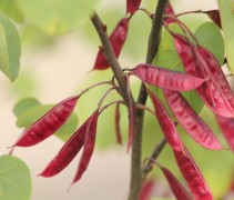 Cercis Canadensis