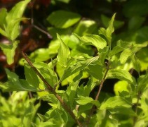 Cornus Mas