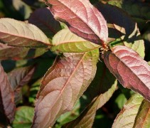 Diervilla Splendens 'Diva'