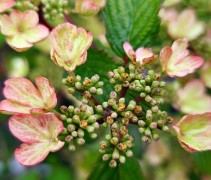 Viburnum plicatum 'Kilimandjaro Sunrise'