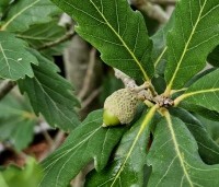 Quercus x turneri 'Pseudoturneri' - Semi- wintergroene eik 'Pseudoturneri' - 2