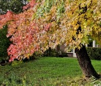 Liquidambar styraciflua - Amberboom - 1