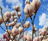 Magnolia soulangeana 'Sundew' - Magnolia 'Sundew' - 2