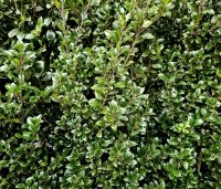 Ilex meserveae 'Heckenstar' - Ilex meserveae 'Heckenfee' - 3