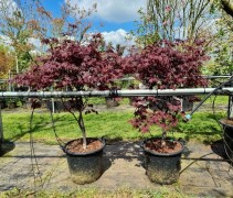 Acer palmatum 'Black Lace'