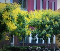 Koelreuteria paniculata