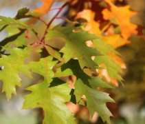 Quercus palustris herfstkleuren