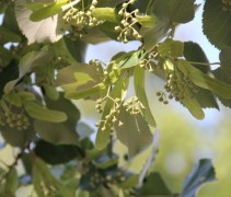 Tilia tomentosa