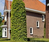 Carpinus betulus - Haagbeuk - 5