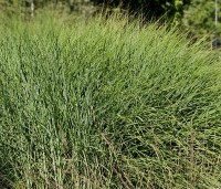 Miscanthus sinensis 'Flamingo' - Prachtriet 'Flamingo' - 1