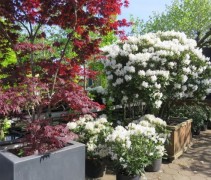 Rhododendron 'Cunningham's White'