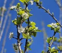 Prunus dom. 'Reine Claude d'Oullins' - Prunus dom. 'Reine Claude d'Oullins' - 1