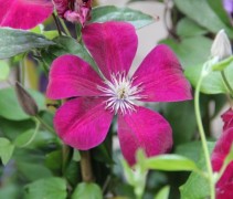 Clematis Rouge Cardinal met rode bloemen en knoppen