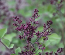 De bloemknoppen zijn nog donkerder paars dan de bloemen bij de Sering 'Dark Purple'