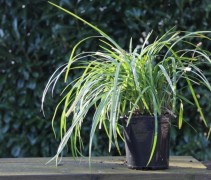 Liriope Muscari