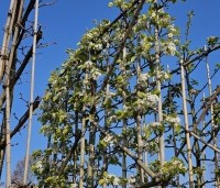 Pyrus calleryana 'Chanticleer' - Sierpeer - lei rek