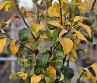Pyrus com. 'Conference' - Pyrus com. 'Conference' - herfst