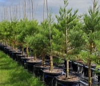 Sequoiadendron giganteum 'Glaucum' - Mammoetboom 'Glaucum' - opkweek THB juni 2024 vak H