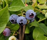 Vaccinium corymbosum 'Duke' - Blauwe bes 'Duke' - 1