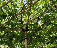 Liquidambar styraciflua 'Worplesdon' - Amberboom - 1