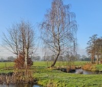Betula pendula - Ruwe berk - 1