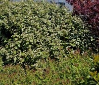 Elaeagnus ebbingei - Olijfwilg - 2