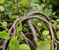 Salix caprea 'Kilmarnock' - Treurwilg 'Kilmarnock' op stam - 3