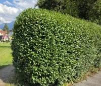 Ligustrum ovalifolium - Haagliguster - 1