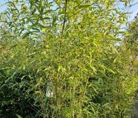 Phyllostachys bissetii - Haagbamboe - november 2024