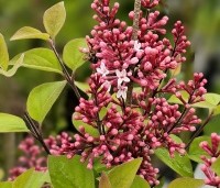 Syringa 'Josée'  - Sering 'Josée' - 1