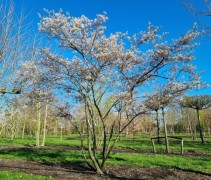 Amelanchier lamarckii