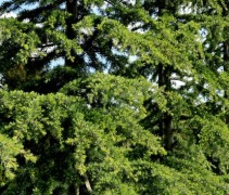 Cedrus deodara 'Karl Fuchs'