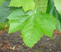 Platanus hispanica 'Alphen's Globe', blad