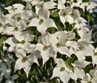 Cornus kousa - Japanse grootbloemige Kornoelje - 5