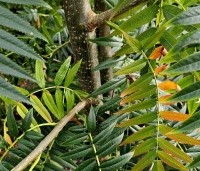 Sorbus 'Dodong' - Lijsterbes 'Dodong' - 1