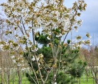 Prunus serrulata 'Tai Haku' - Reuzen sierkers - 1